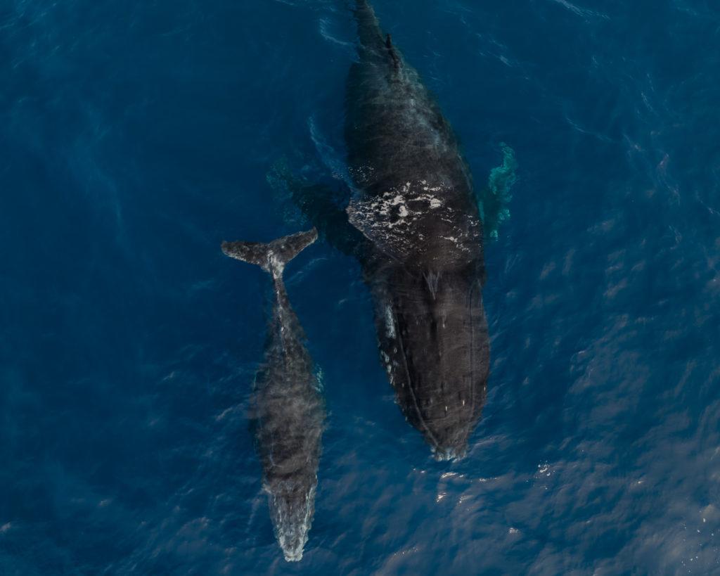 baleines ile de la réunion