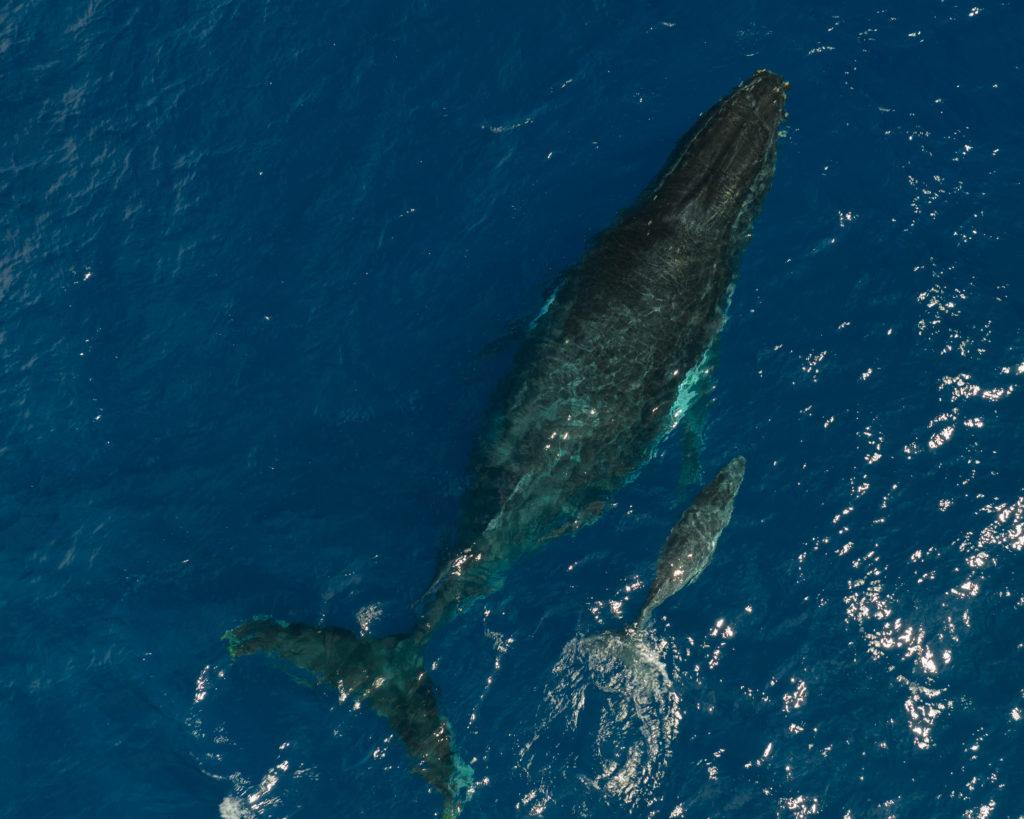 baleines ile de la réunion