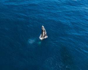photo aérienne drone baleine