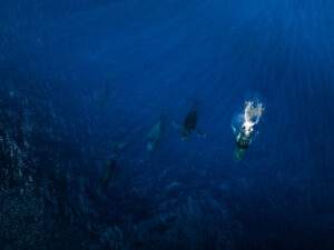 photo aérienne en drone de baleines